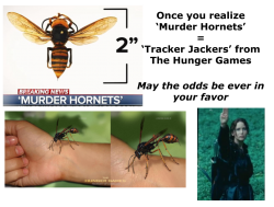 Murder hornets = Tracker jackers Meme Template