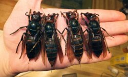 murder hornets Meme Template