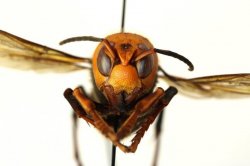 Murder hornet Meme Template