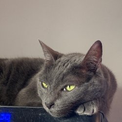 Cat Russian blue bored Meme Template