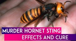 Murder hornet Meme Template