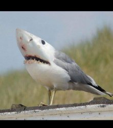 Shark bird Meme Template