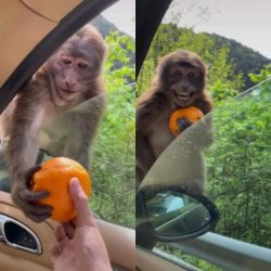 happy monkey Meme Template