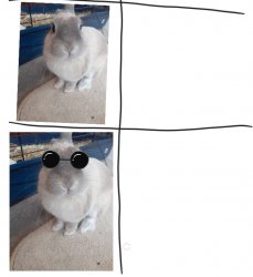 Cool Rabbit Meme Template