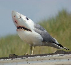 Shark Gull Meme Template