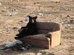 Bear on couch Meme Template