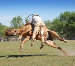 horse tackle Meme Template