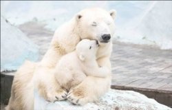 Polar bear with three babies Meme Template