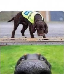 Police Dog Meme Template