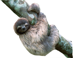 Sloth Meme Template