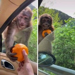 monkey getting an orange Meme Template