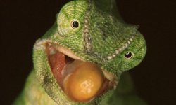 lizard Meme Template