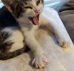 Crazy Yawning Kitten Meme Template