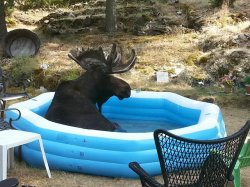 Moose in an inflatable pool Meme Template