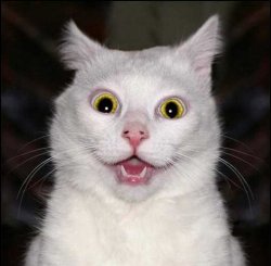 Crazy White Cat with Yellow Eyes Meme Template