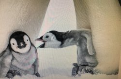 Penguin screaming at another penguin Meme Template