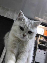 Mia The Kajit Meme Template