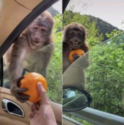 Monkey with orange Meme Template