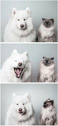 Dog telling cat joke Meme Template