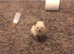 estoy chikito Meme Template