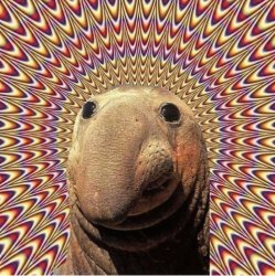 Hypno Elephant Seal Meme Template