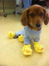 Puppy Duckie Shoes Meme Template