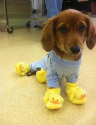 Puppy Duckie Shoes Meme Template