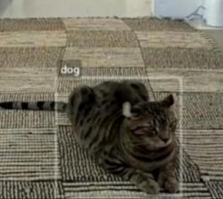 Cat being mistaken for dog Meme Template
