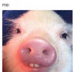 Piggy Meme Template