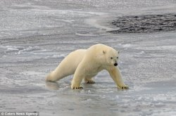 Polar Bear Decentralizing Weight Meme Template