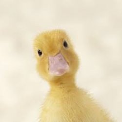 Duck Meme Template