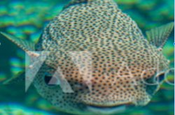 Funny puffer fish Meme Template