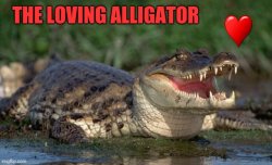 Loving alligator Meme Template