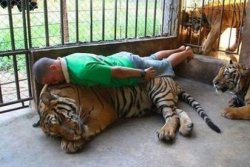 tiger planking Meme Template
