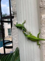 Lizard on lizard Meme Template