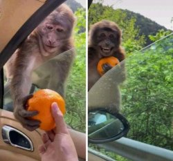monkey receiving an orange Meme Template