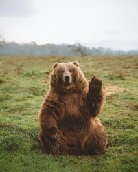 Bear Waving Meme Template