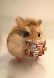 Hamster nooze Meme Template