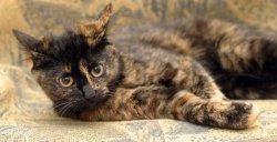 Tortoiseshell cat Meme Template
