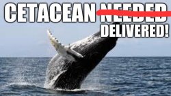 Cetacean delivered! Meme Template