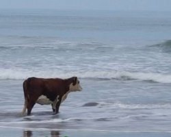 Cow on a beach Meme Template