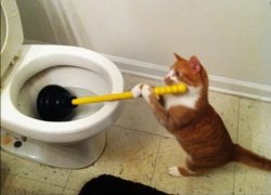 Cat plunging toilet Meme Template