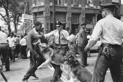 Police Dogs Civil Rights Meme Template