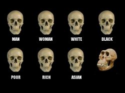 Human Vs chimp Meme Template
