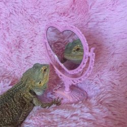 Lizard mirror Meme Template