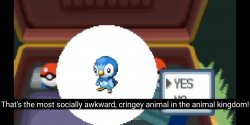 Socially Awkward Piplup Meme Template