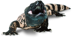 Gila Monster Meme Template