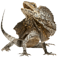 Frilled lizard Meme Template