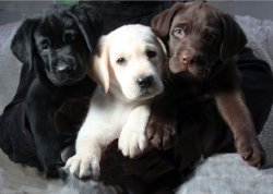 Labrador puppies Meme Template