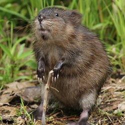 Muskrat Meme Template
